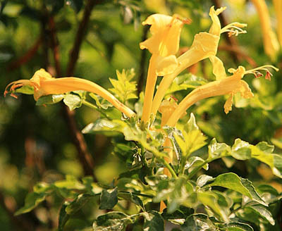 Tecomaria capensis yellow flower; Photographed by Johannes Vogel